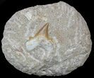 Otodus Shark Tooth Fossil In Rock - Eocene #56439-1